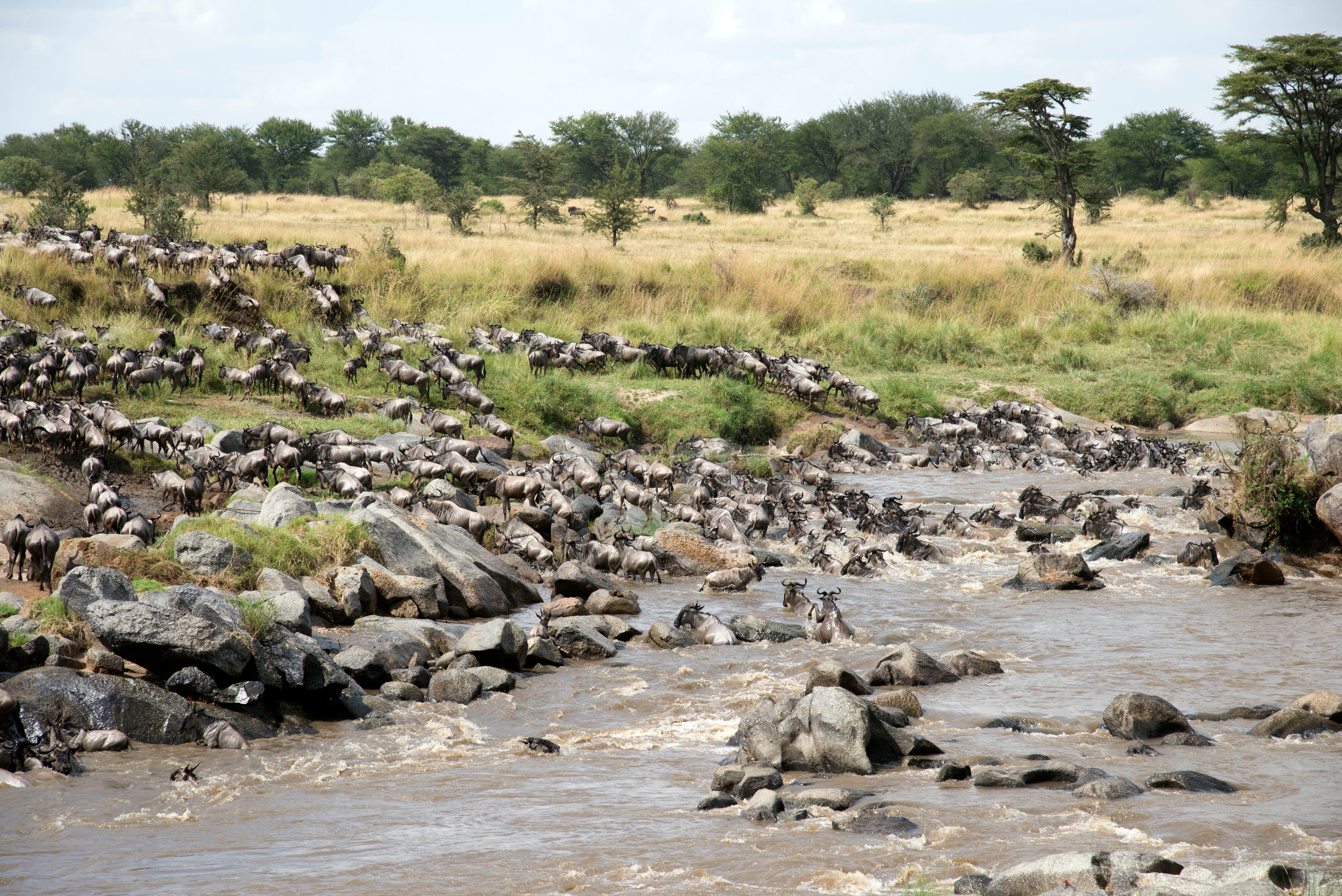 Mara River Crossing - the greatest show on earth