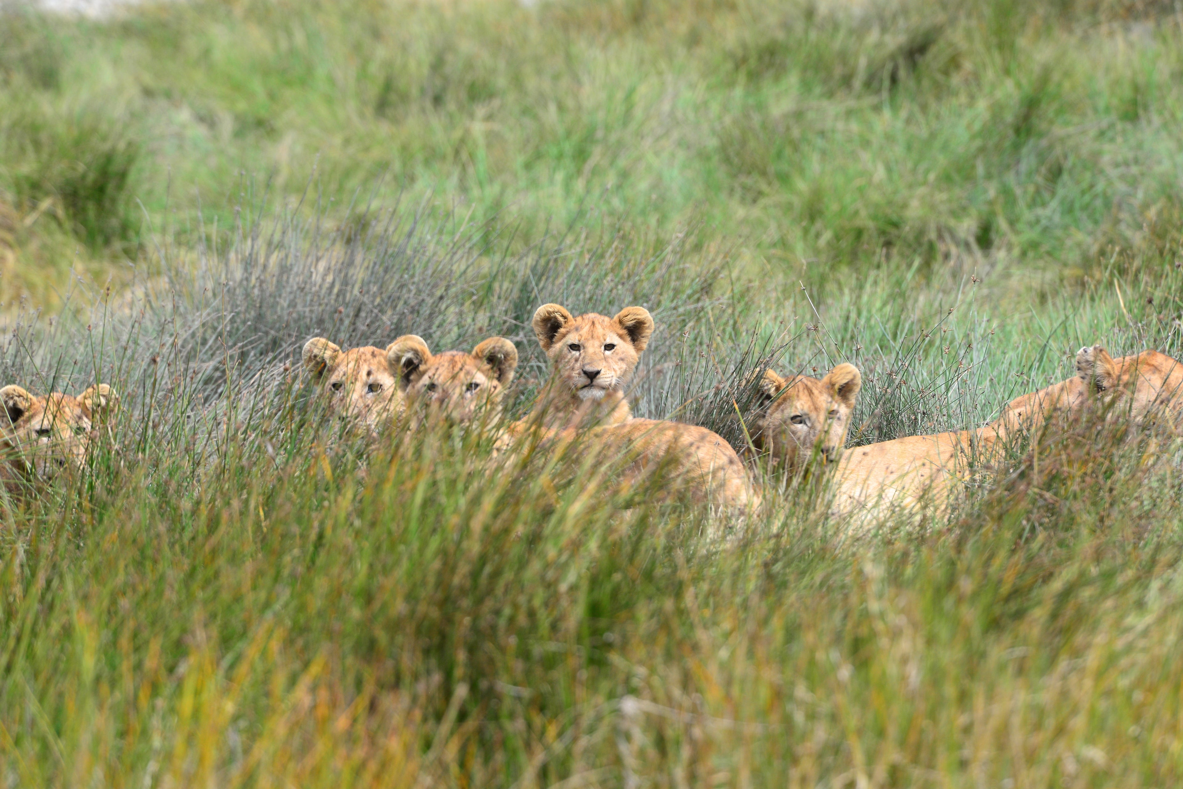 A pride in Northern Serengeti