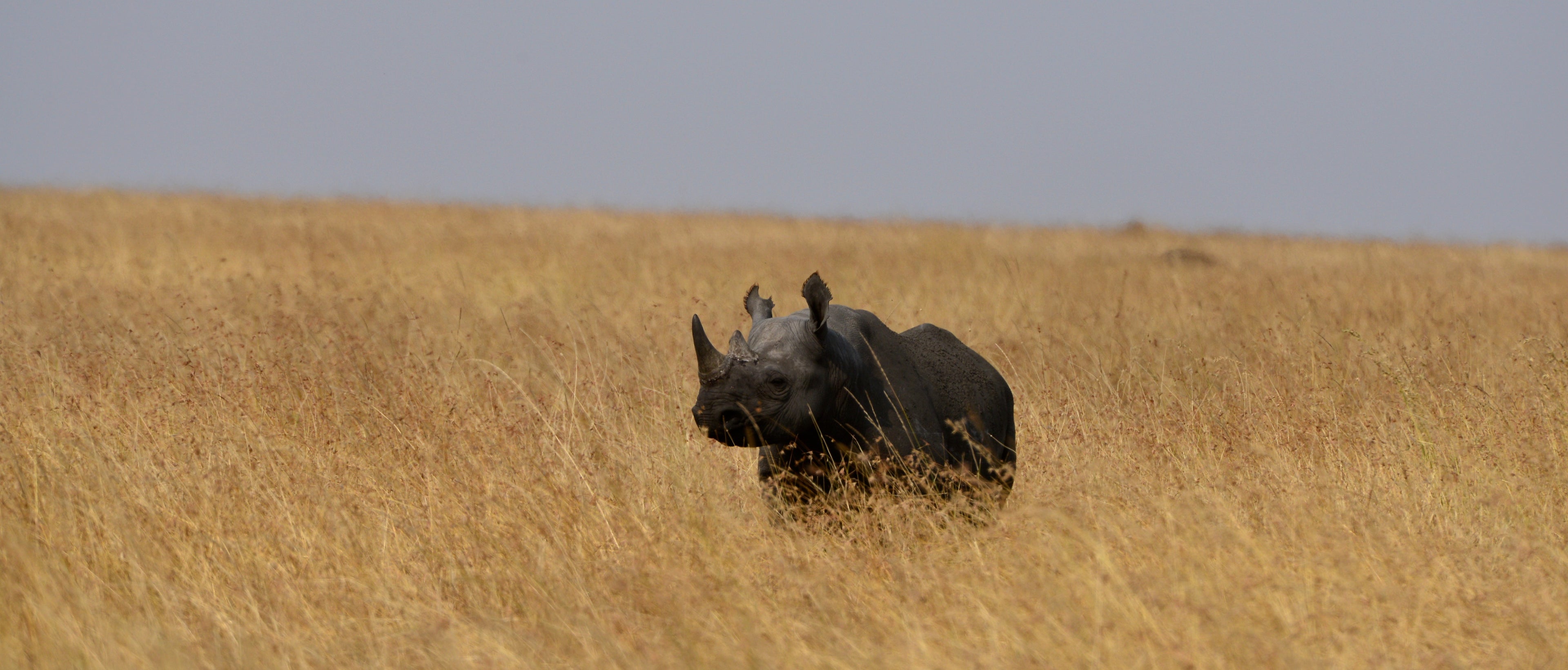 Black Rhino