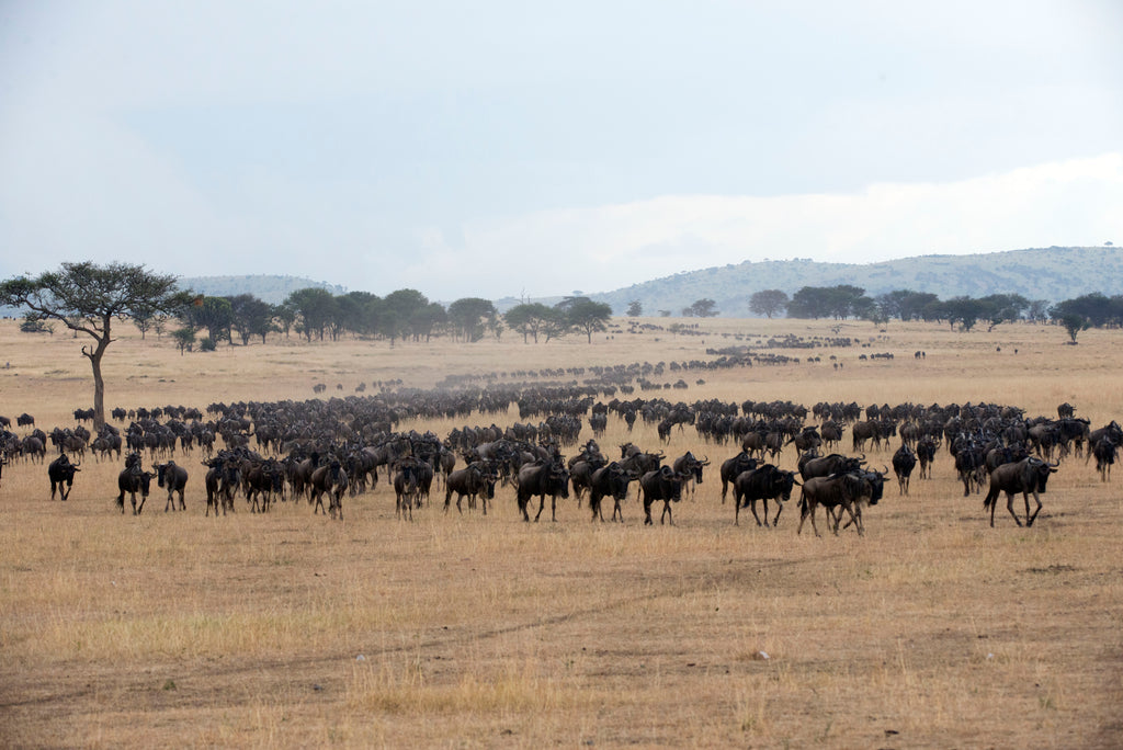Northern Serengeti, Kogatende area