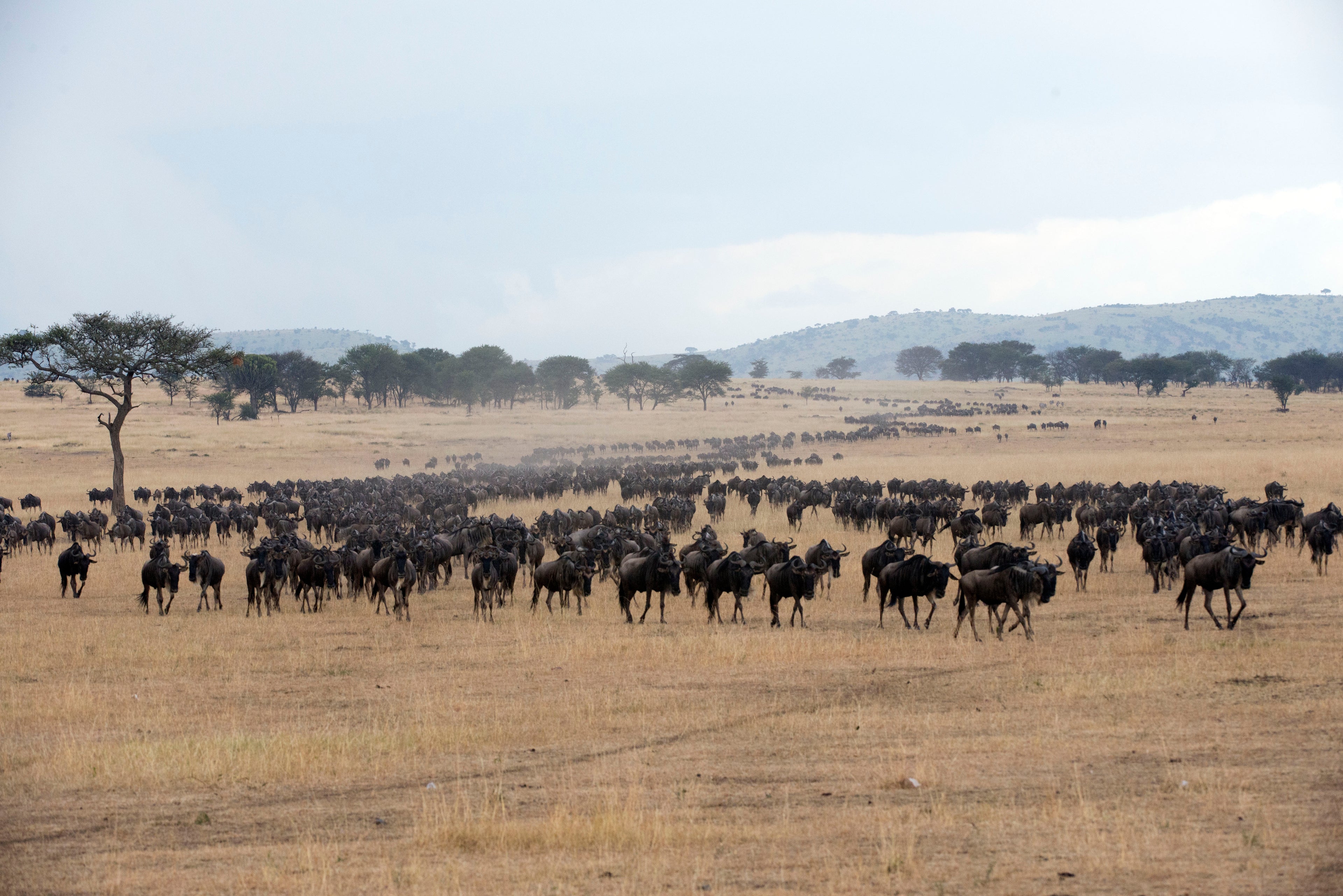 Northern Serengeti, Kogatende area