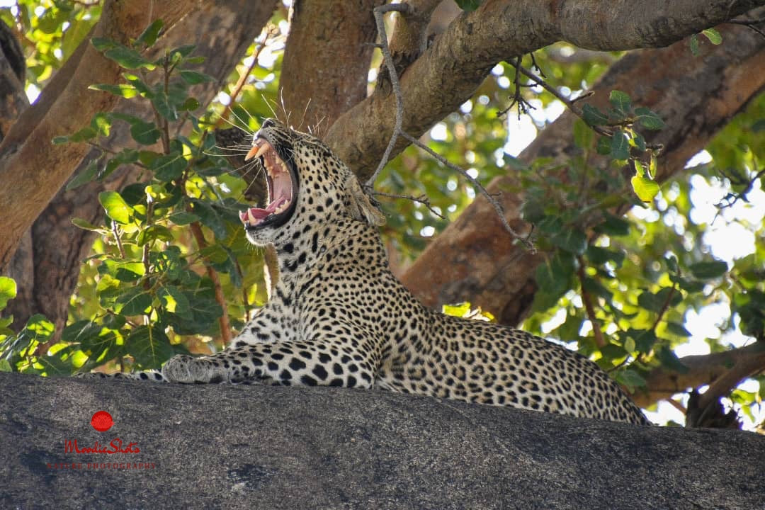 Wildlife 6