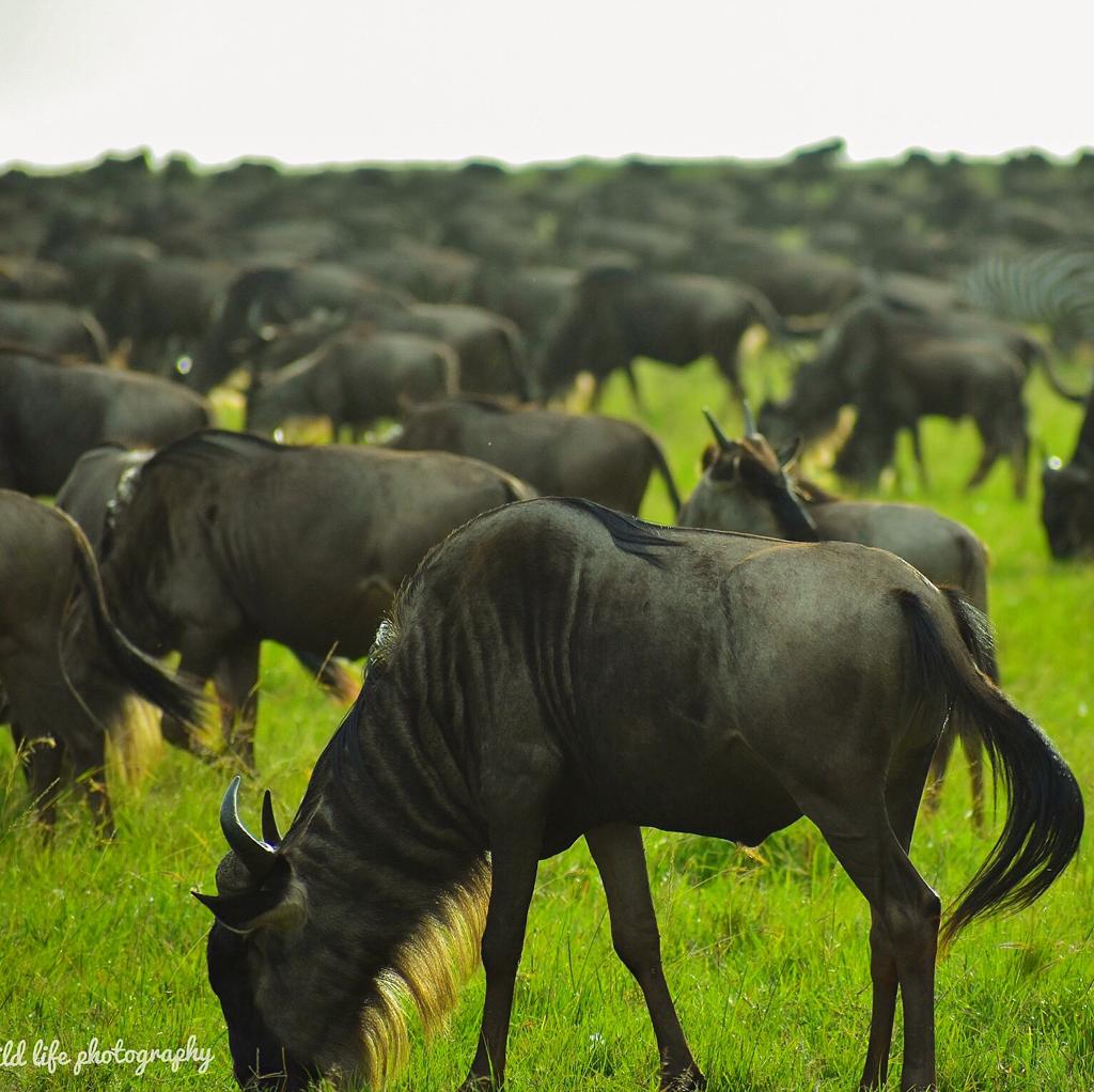 Wildlife 3
