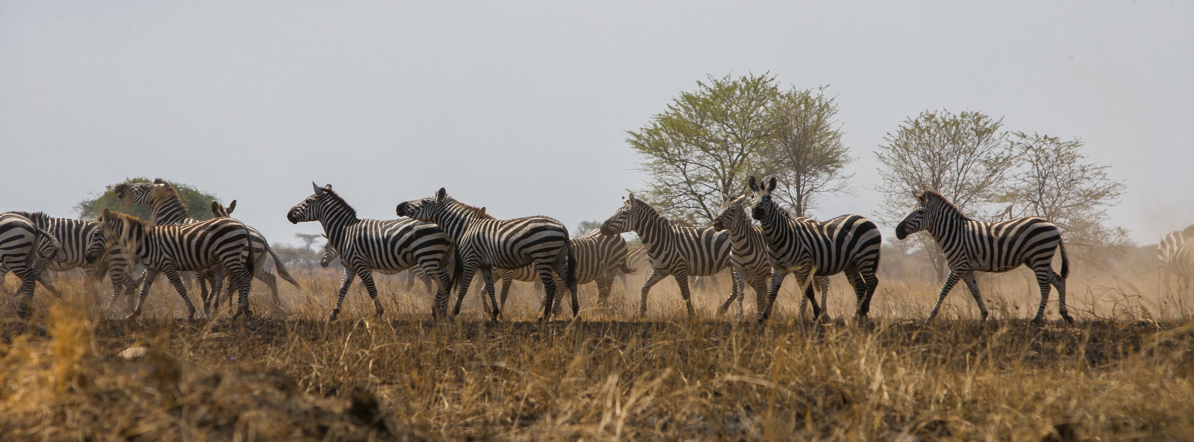 A dazzle of zebra