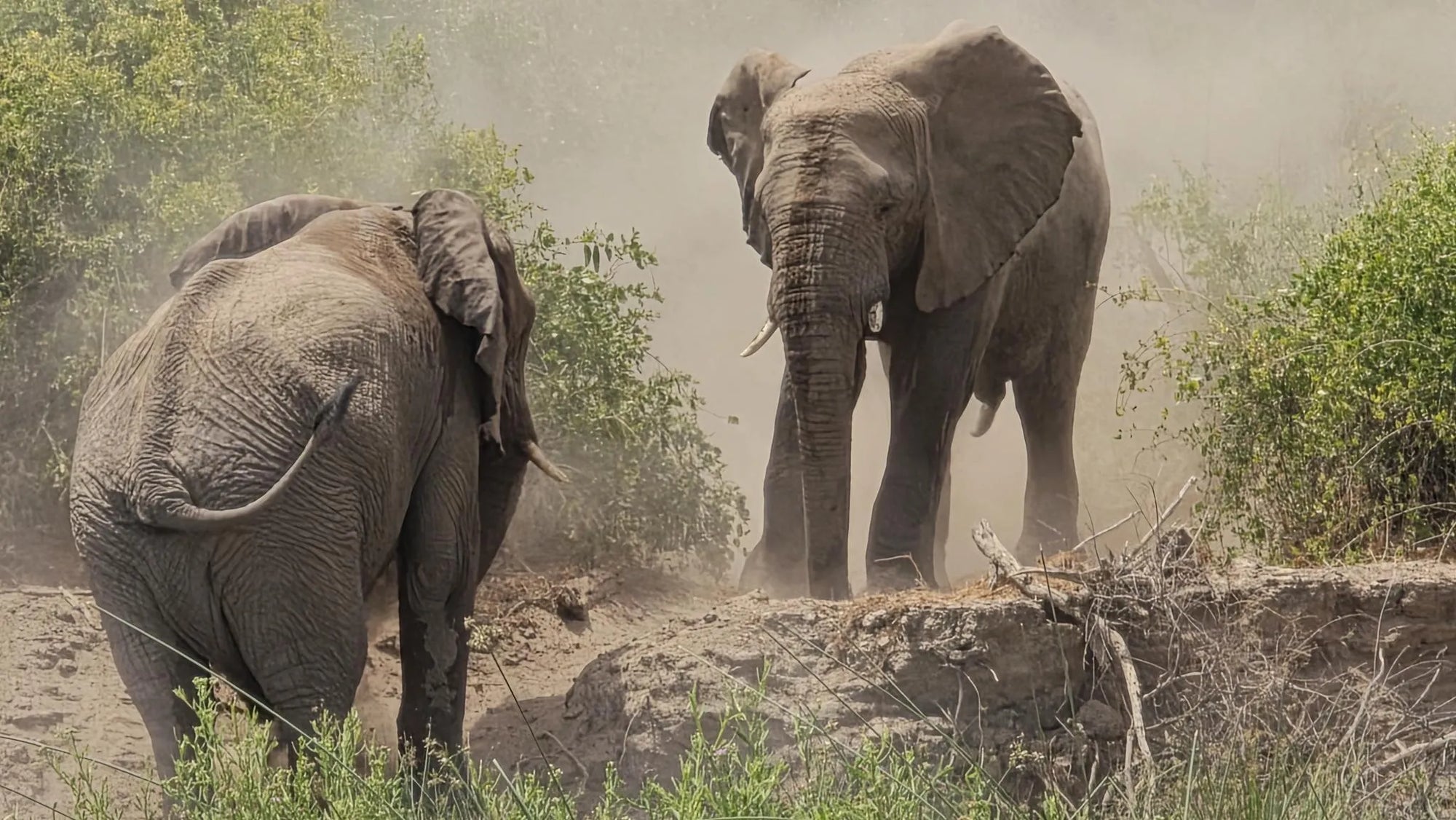 Elephant Tracking experience at Madisa Camp, Twyfelfontein, Namibia.