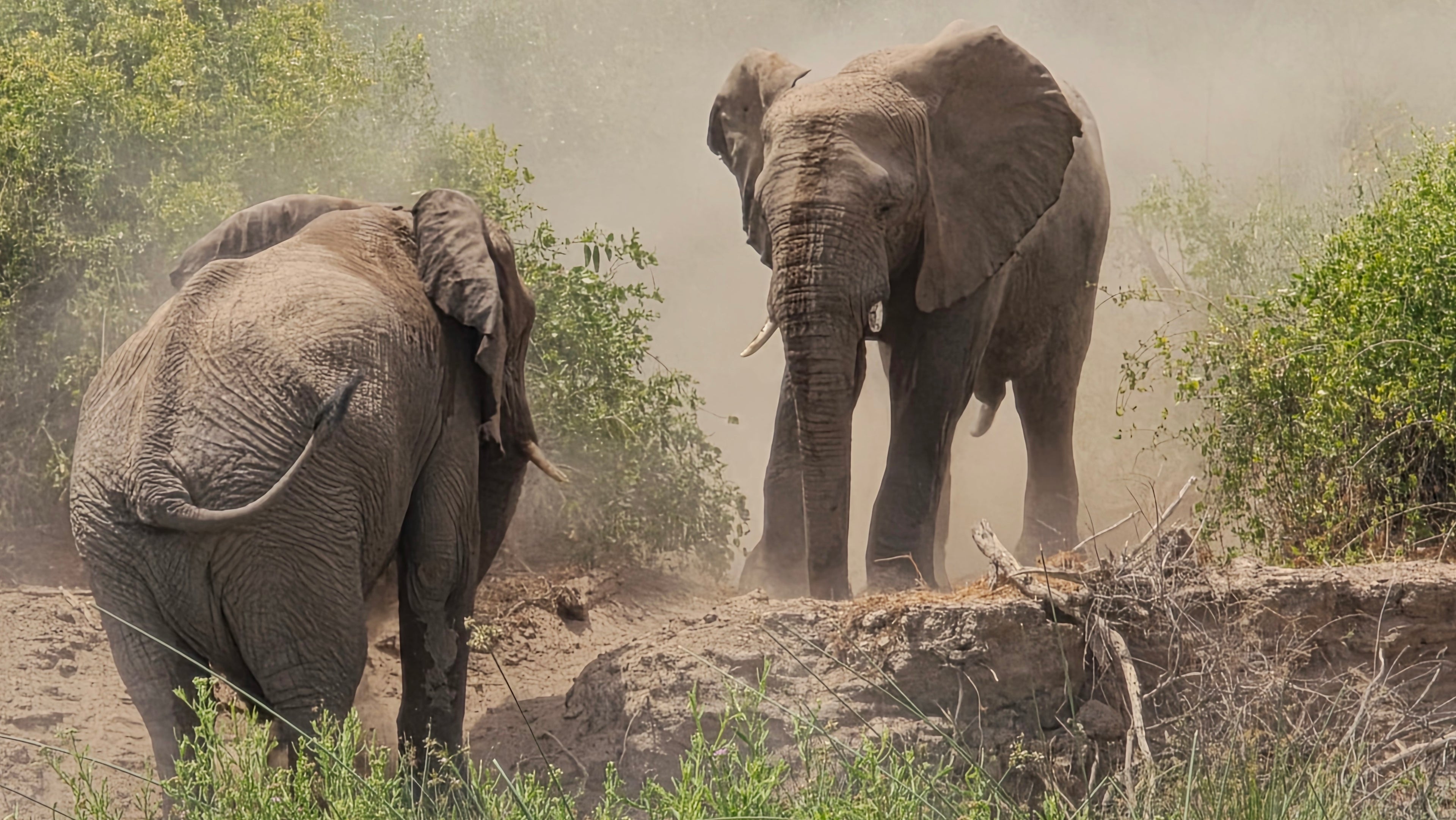 Elephant Tracking experience