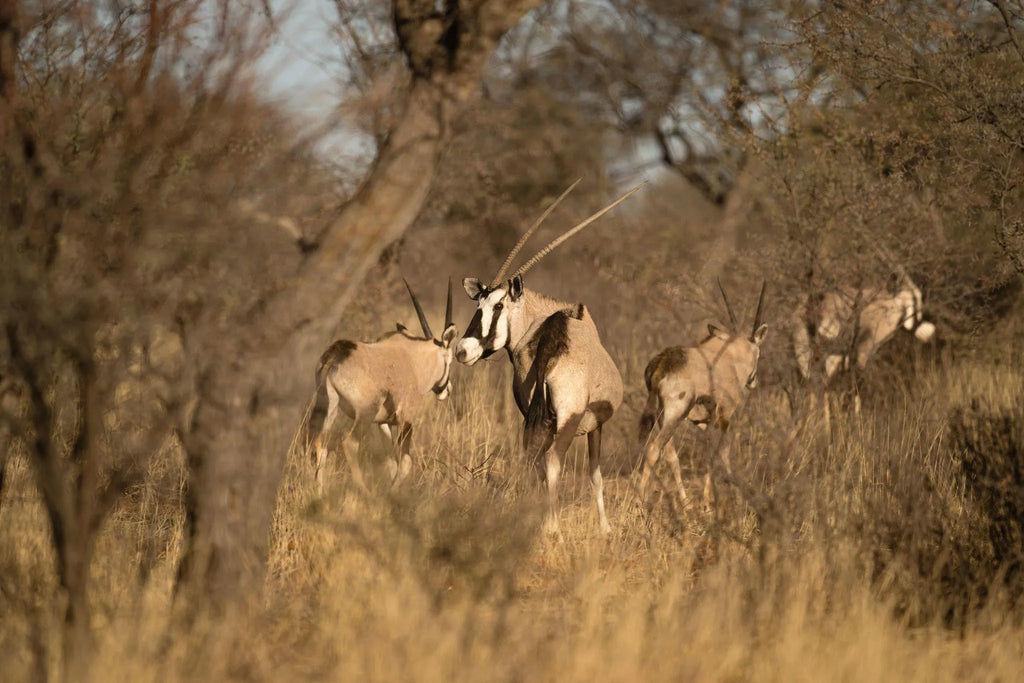 ARU - Kalakwa at ARU Game Lodges (Kalakwa), Central Namibia, Namibia.