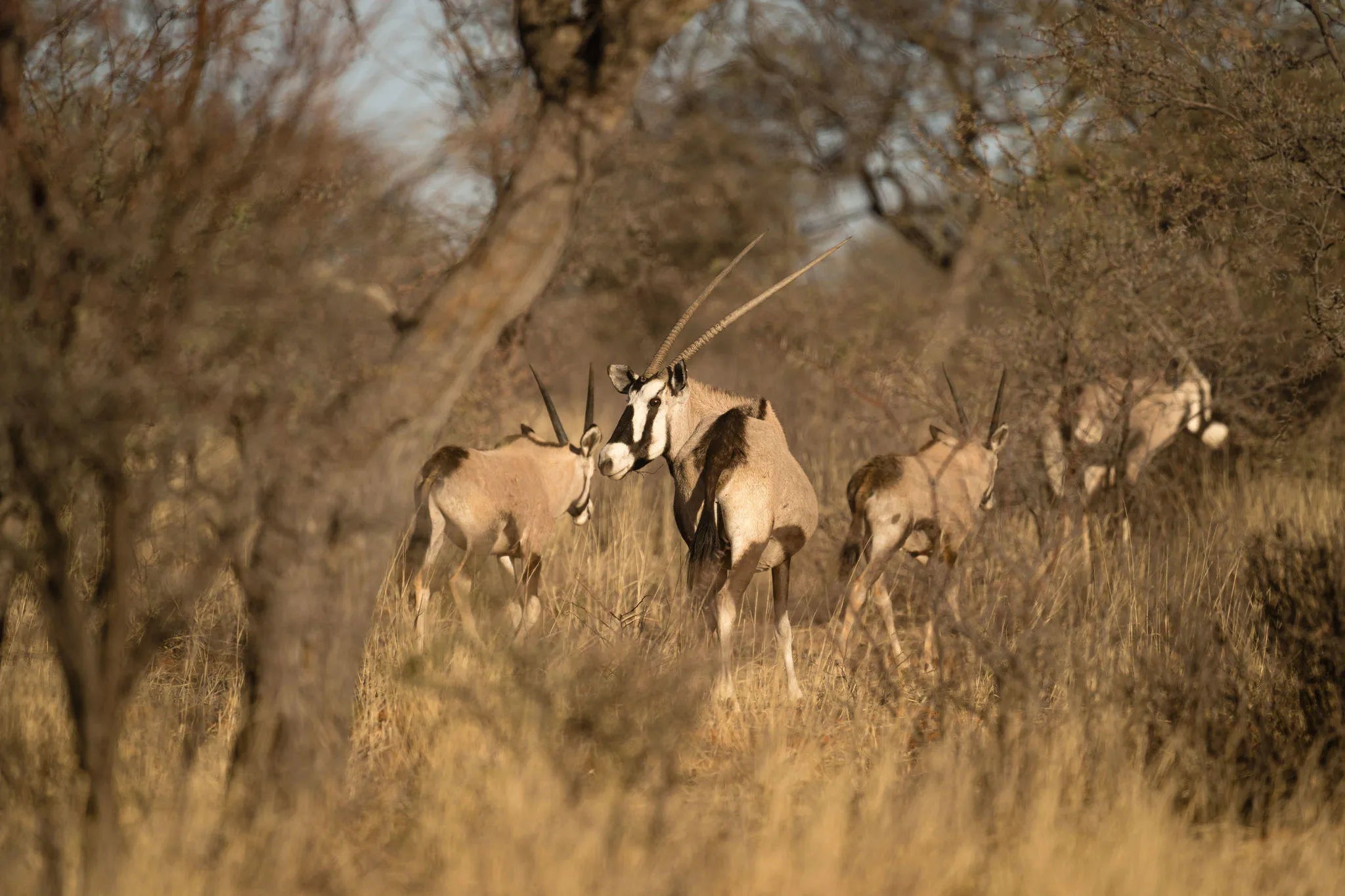 ARU - Kalakwa at ARU Game Lodges (Kalakwa), Central Namibia, Namibia.