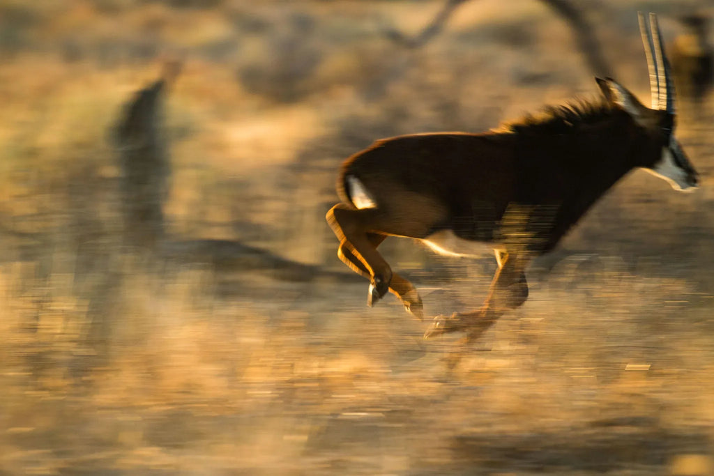 ARU - Kalakwa at ARU Game Lodges (Kalakwa), Central Namibia, Namibia.