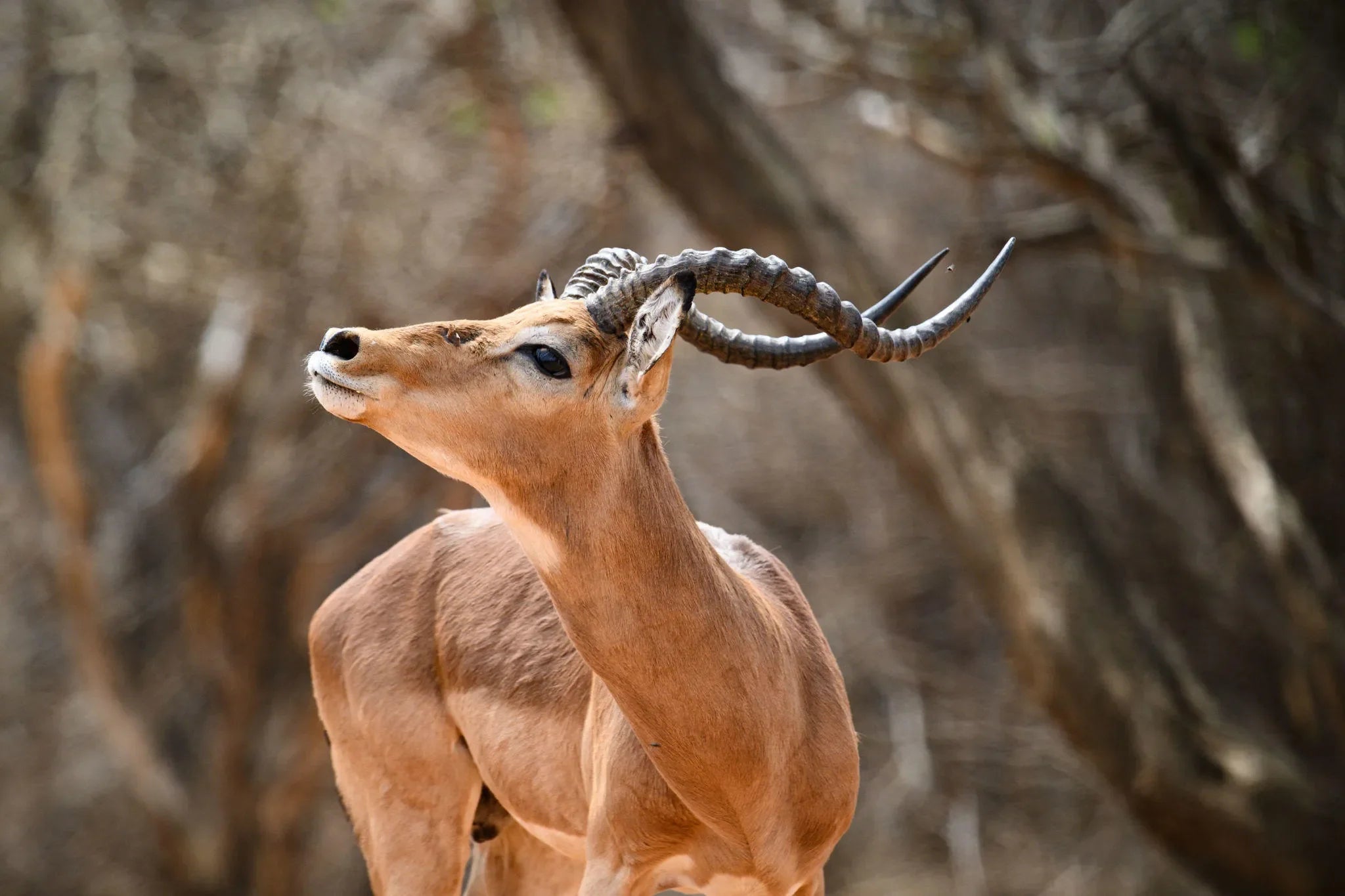 ARU - Kalakwa at ARU Game Lodges (Kalakwa), Central Namibia, Namibia.