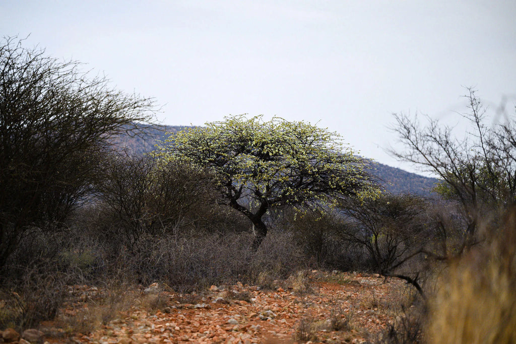 ARU - Kalakwa at ARU Game Lodges (Kalakwa), Central Namibia, Namibia.
