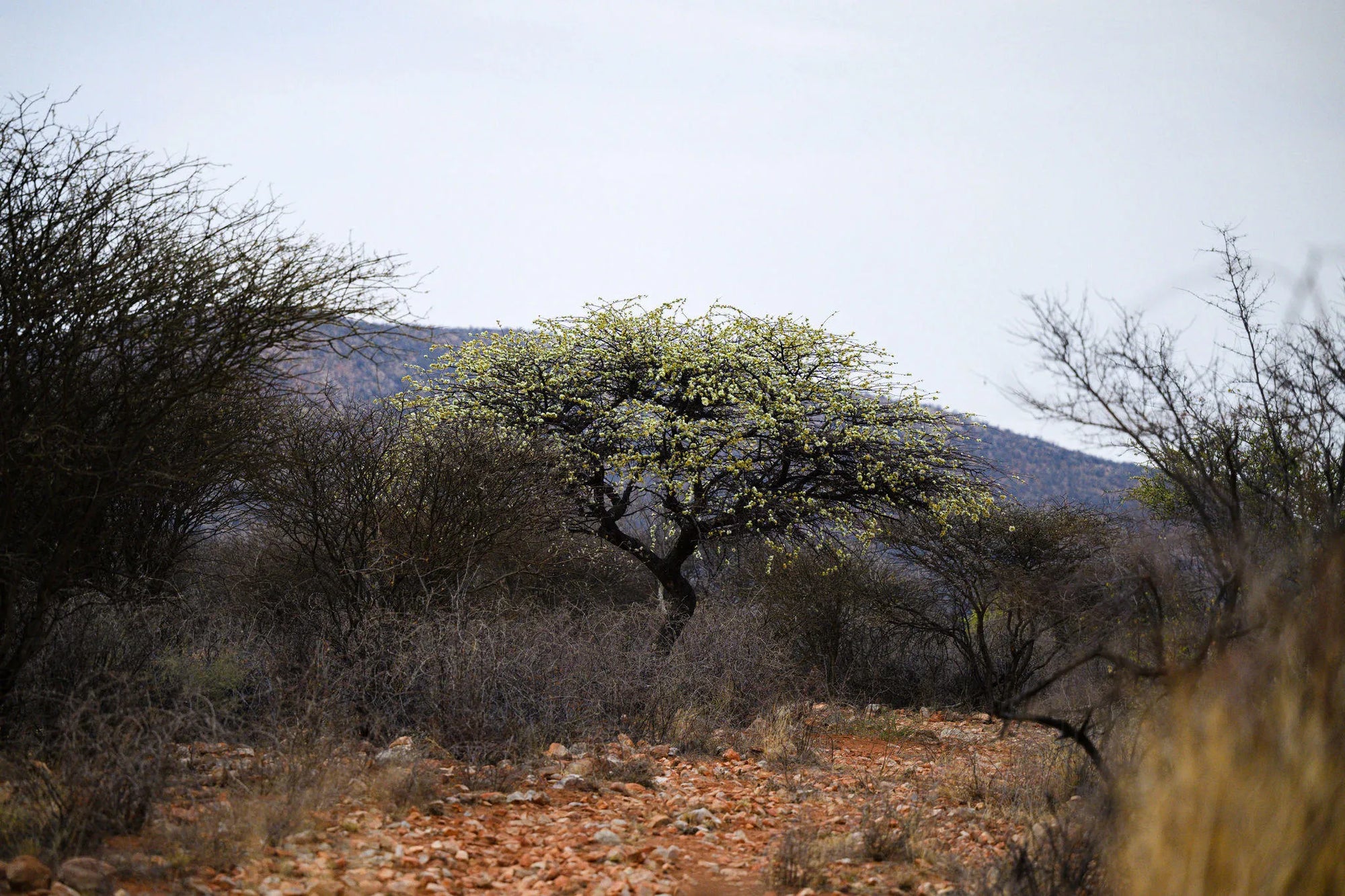 ARU - Kalakwa at ARU Game Lodges (Kalakwa), Central Namibia, Namibia.
