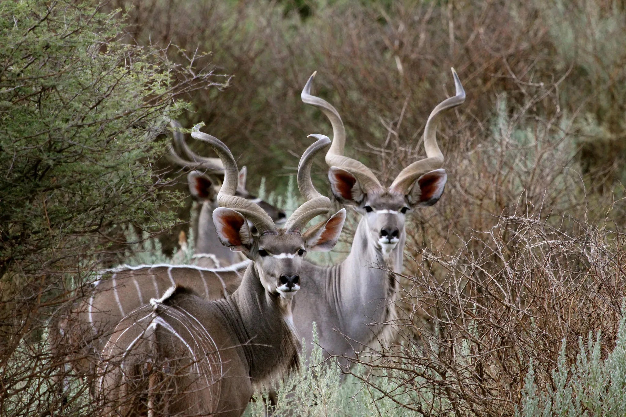 ARU - Kalakwa at ARU Game Lodges (Kalakwa), Central Namibia, Namibia.