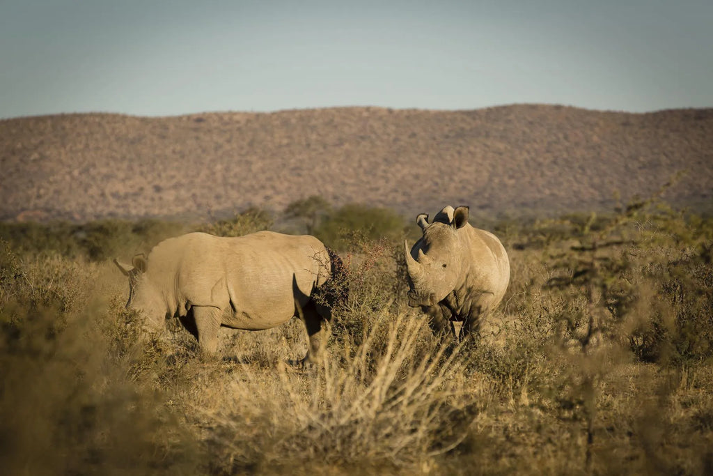 ARU - Kalakwa at ARU Game Lodges (Kalakwa), Central Namibia, Namibia.