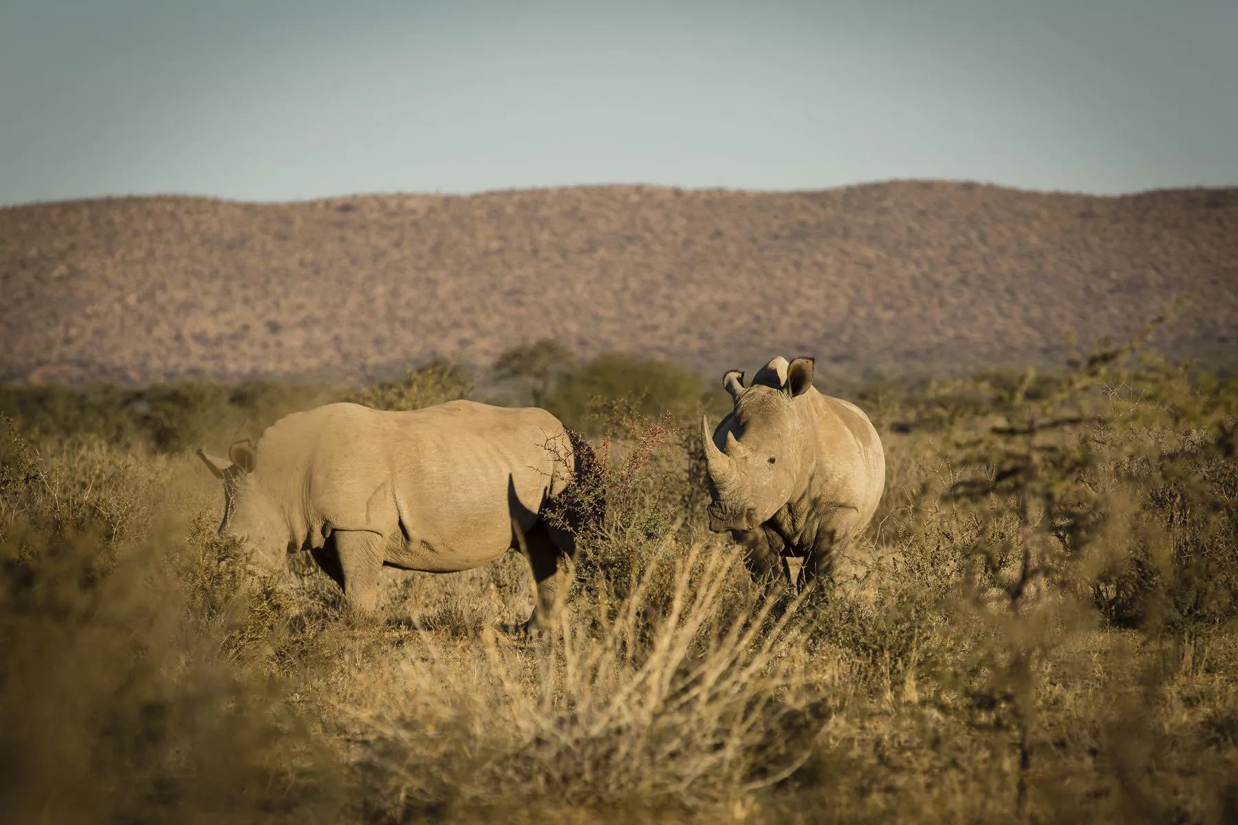 ARU - Kalakwa at ARU Game Lodges (Kalakwa), Central Namibia, Namibia.