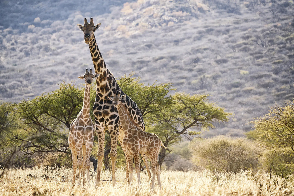 ARU - Kalakwa at ARU Game Lodges (Kalakwa), Central Namibia, Namibia.