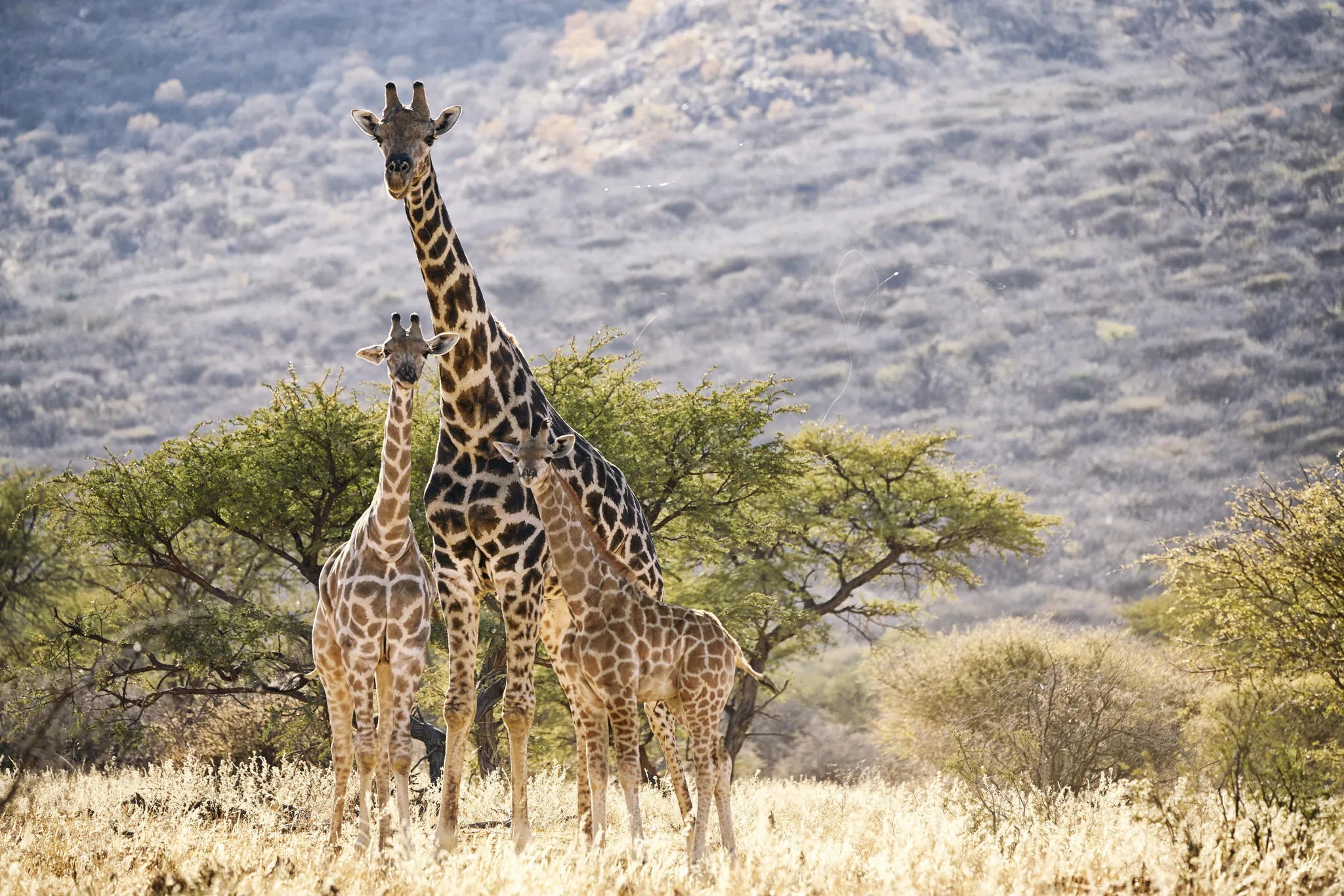ARU - Kalakwa at ARU Game Lodges (Kalakwa), Central Namibia, Namibia.