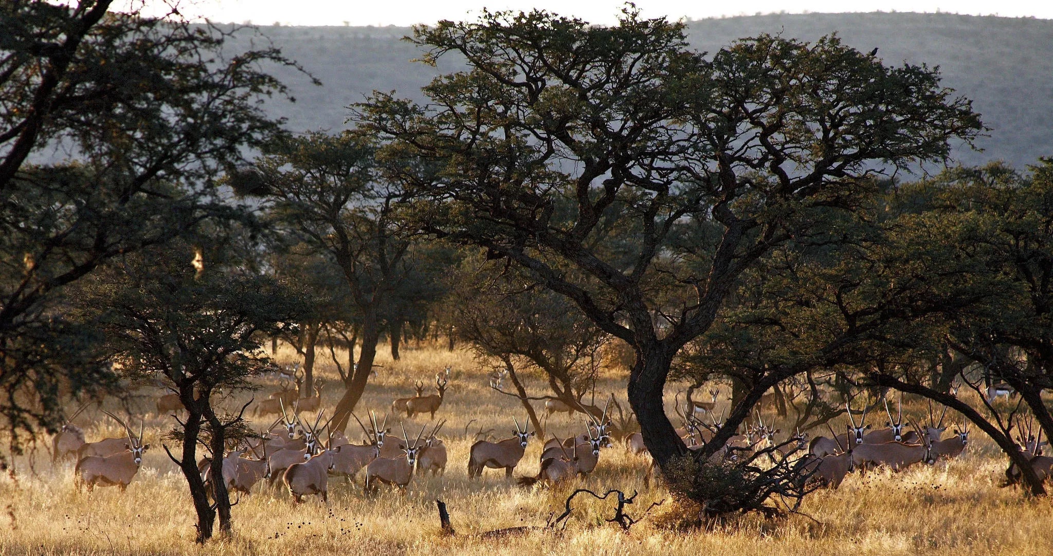 ARU - Kalakwa at ARU Game Lodges (Kalakwa), Central Namibia, Namibia.