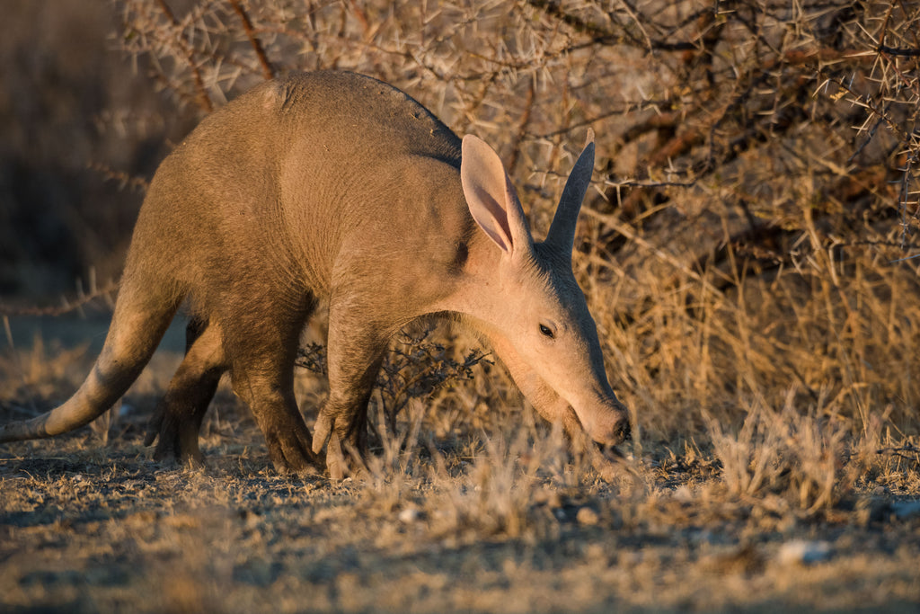 Aardvark