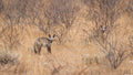 Bat-eared Fox