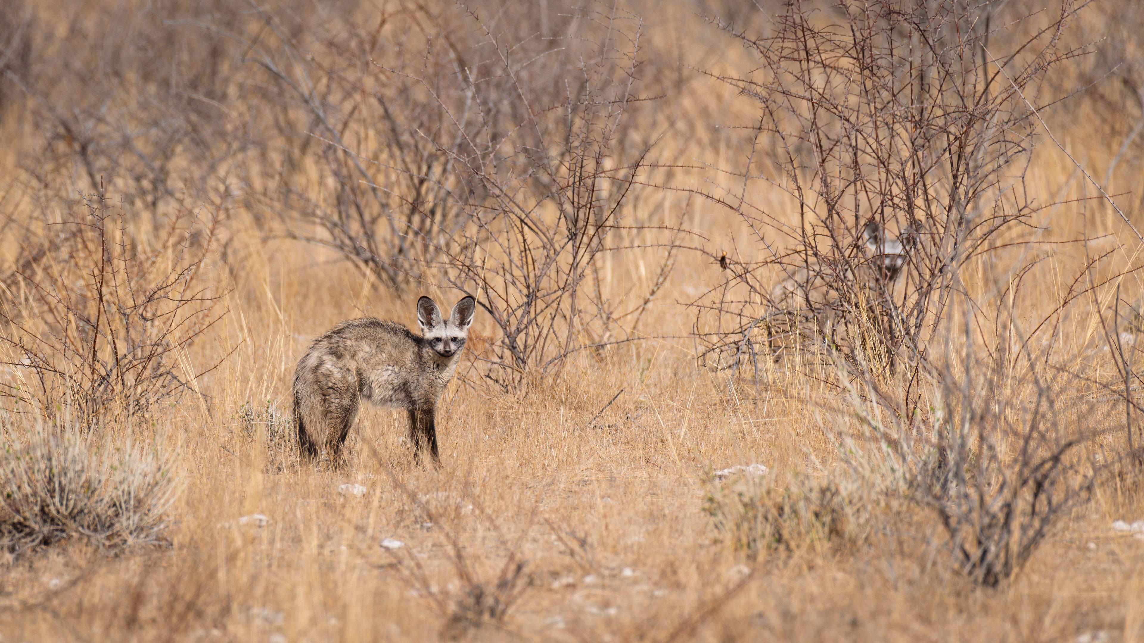 Bat-eared Fox