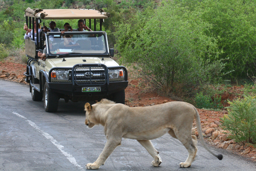 Sun City Game Drive