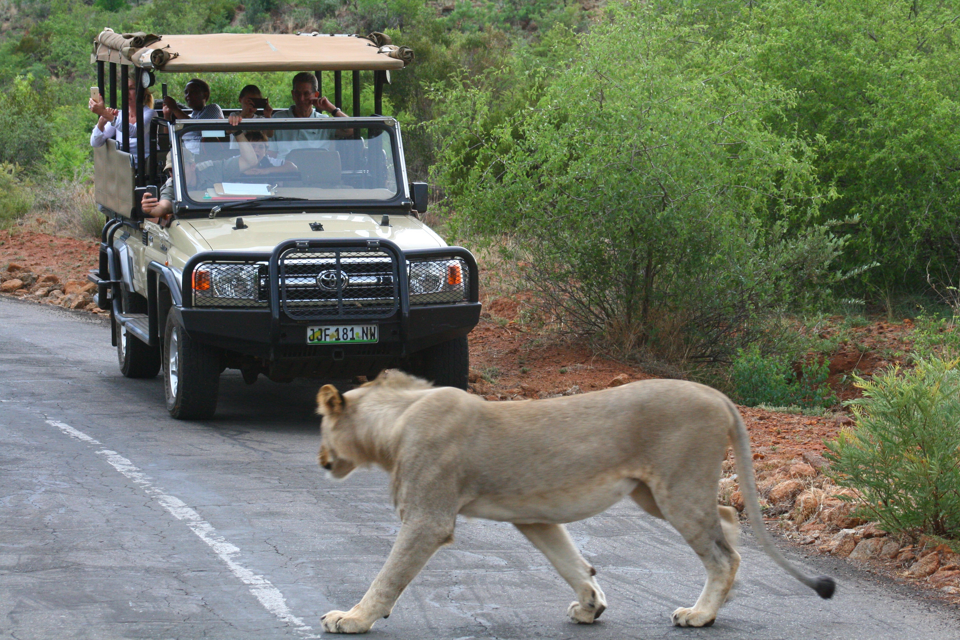 Sun City Game Drive