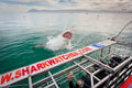 Grootbos Private Nature Reserve Forest Lodge : Shark Cage Diving