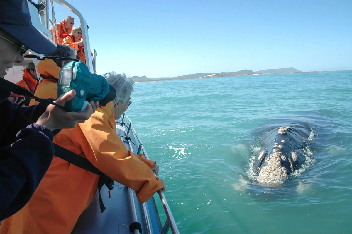 Boat-Based Whale Watching (June - December)