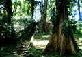 Bogor Botanical Garden