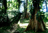 Bogor Botanical Garden