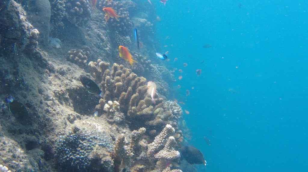 Adventure Freediving Course with Andy Coetzee