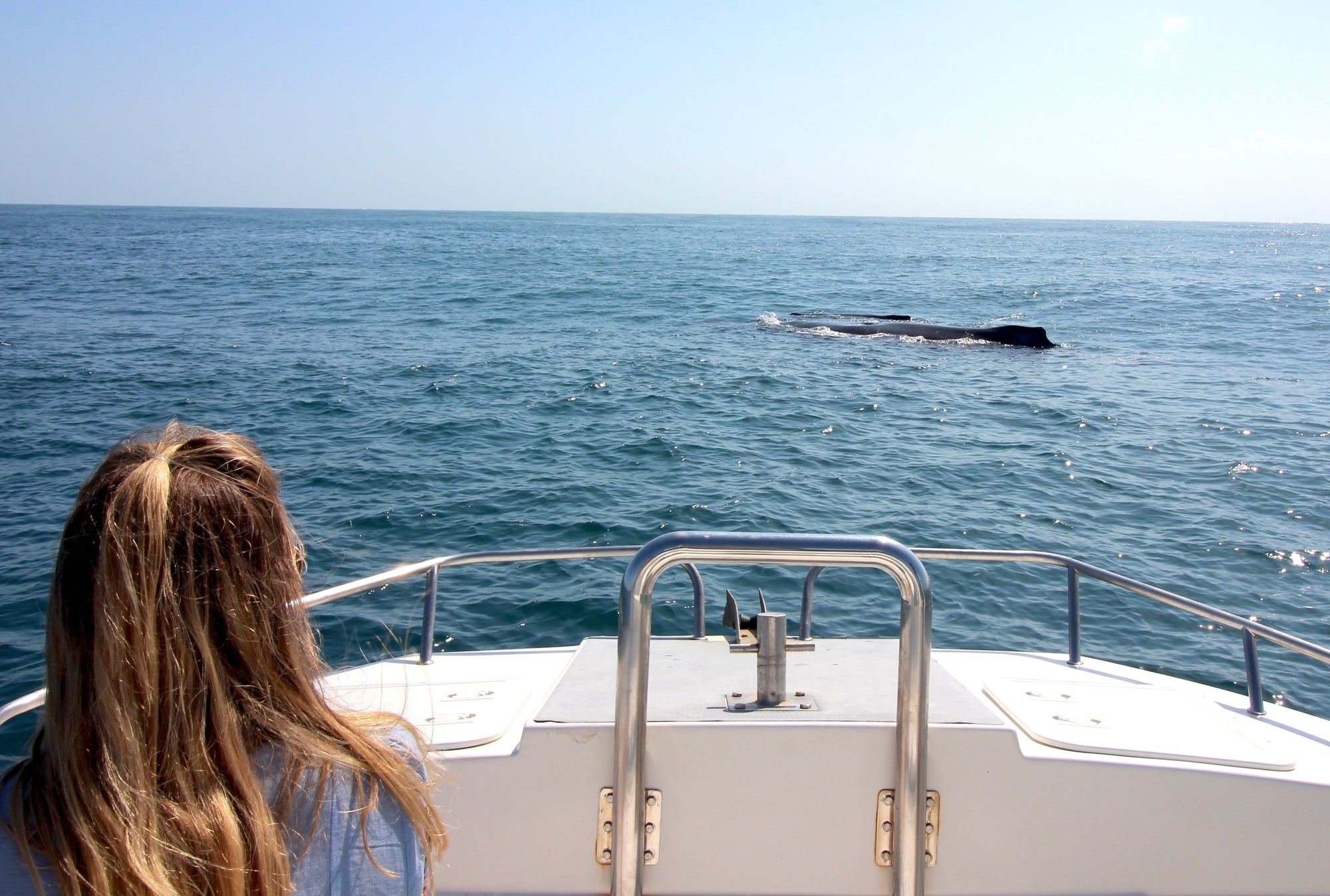 Whale watching in season 