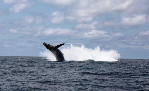 Whale watching in season 
