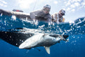 Acoustic tagging of GT's and Grey Reef sharks with Dr Ryan Daly