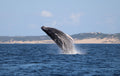 Whale watching in season 