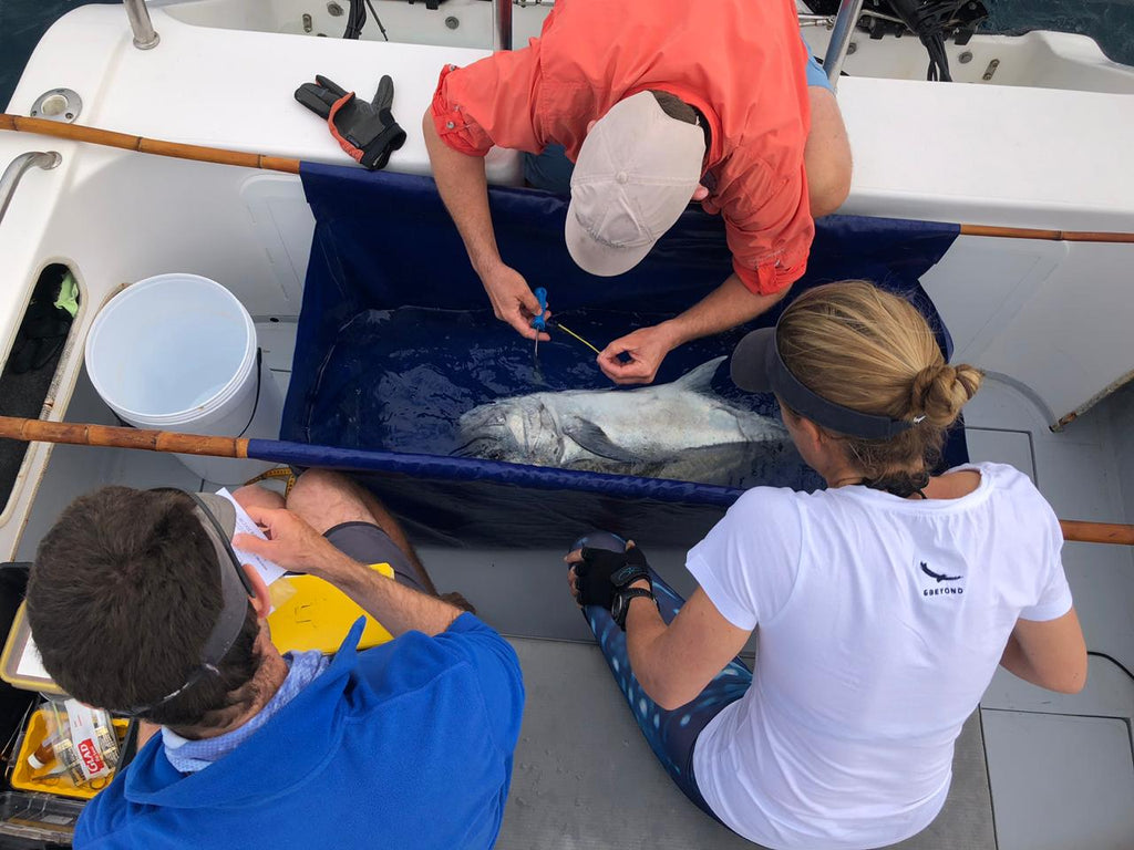 Acoustic tagging of GT's and Grey Reef sharks with Dr Ryan Daly