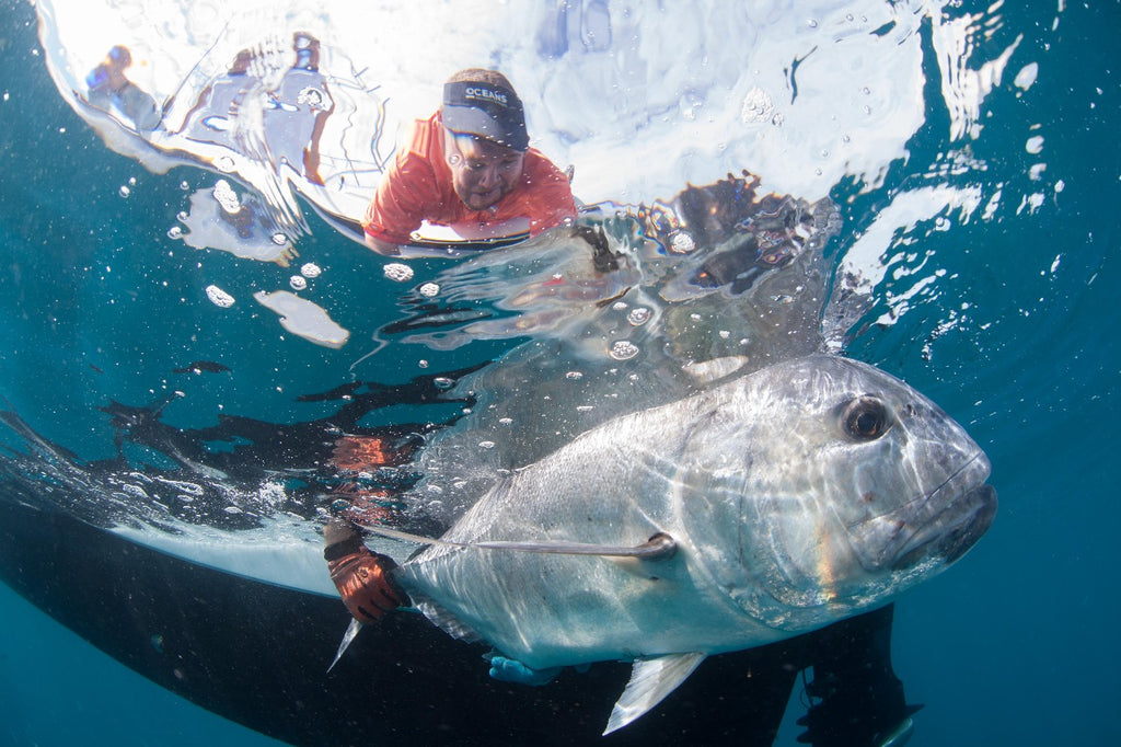 Acoustic tagging of GT's and Grey Reef sharks with Dr Ryan Daly
