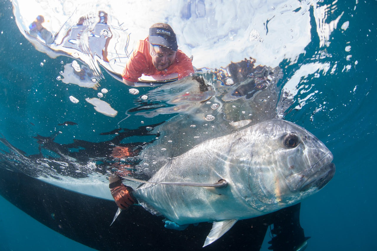 Acoustic tagging of GT's and Grey Reef sharks with Dr Ryan Daly