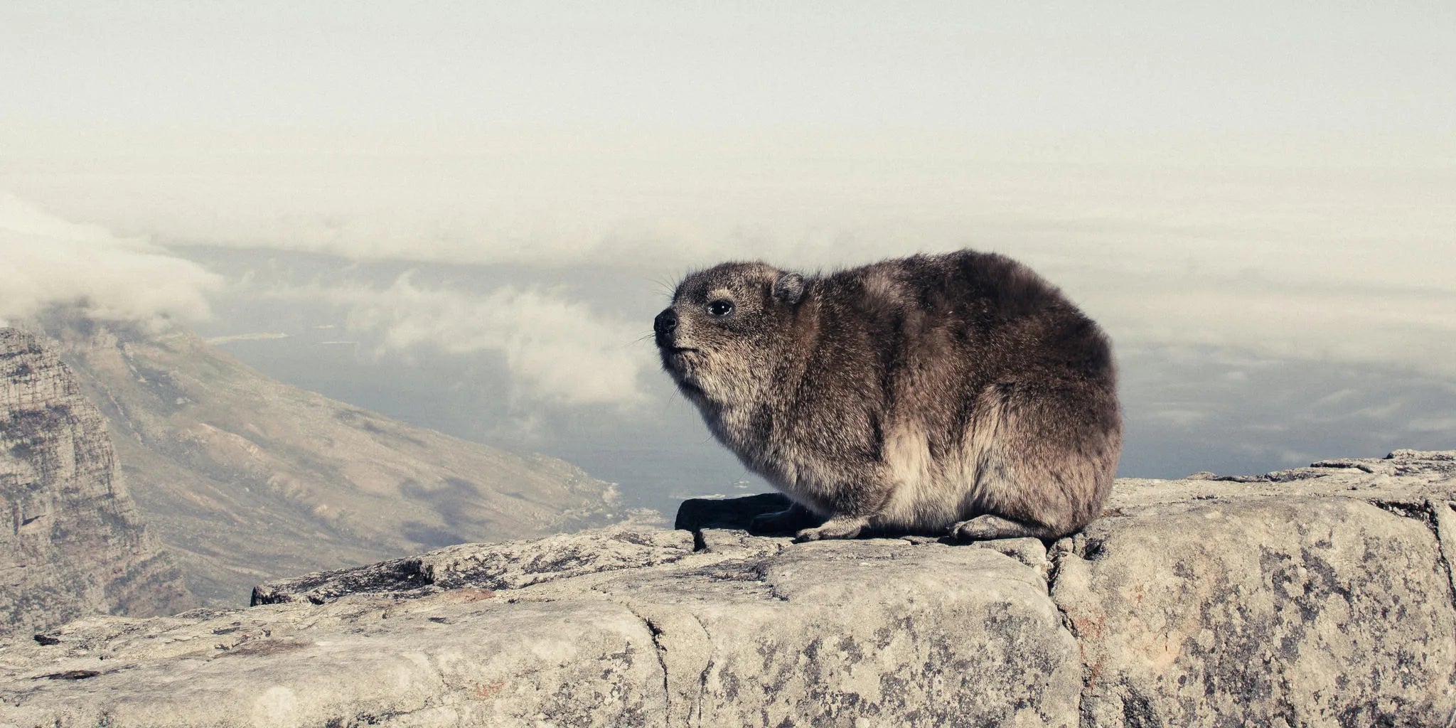 Table Mountain, Cape Town, South Africa gallery image 5.