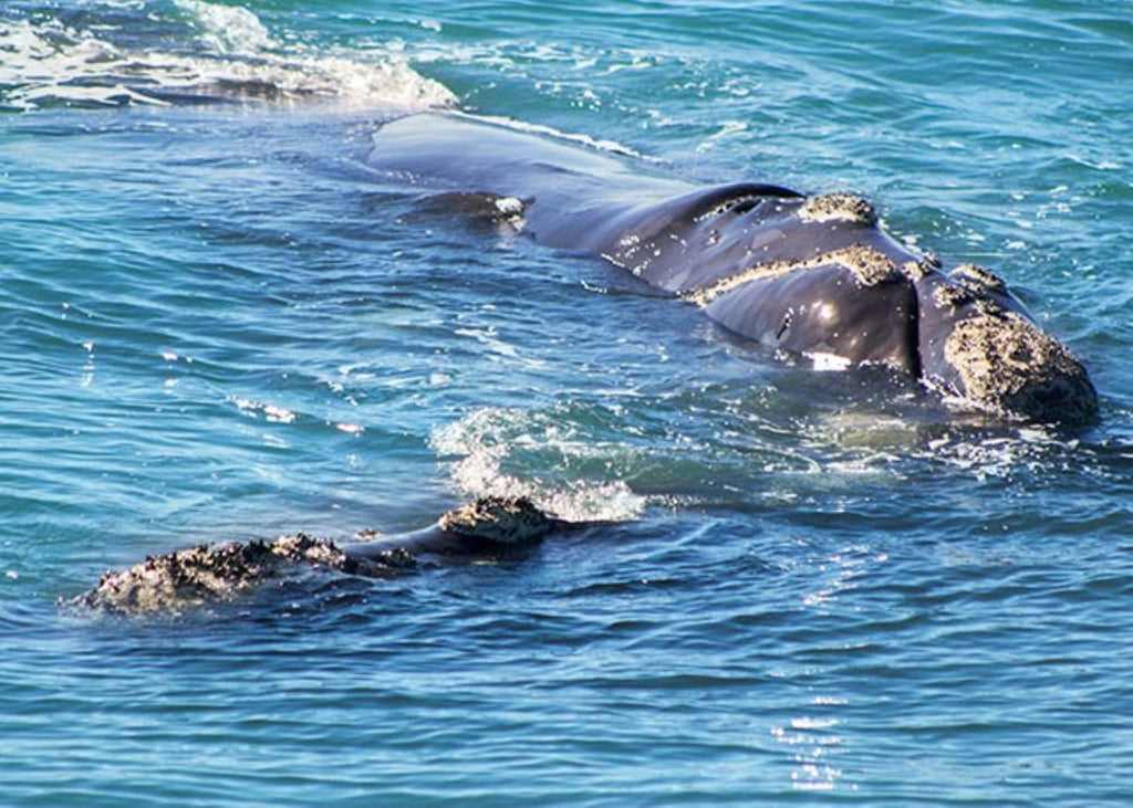 Hermanus Whale Cruises