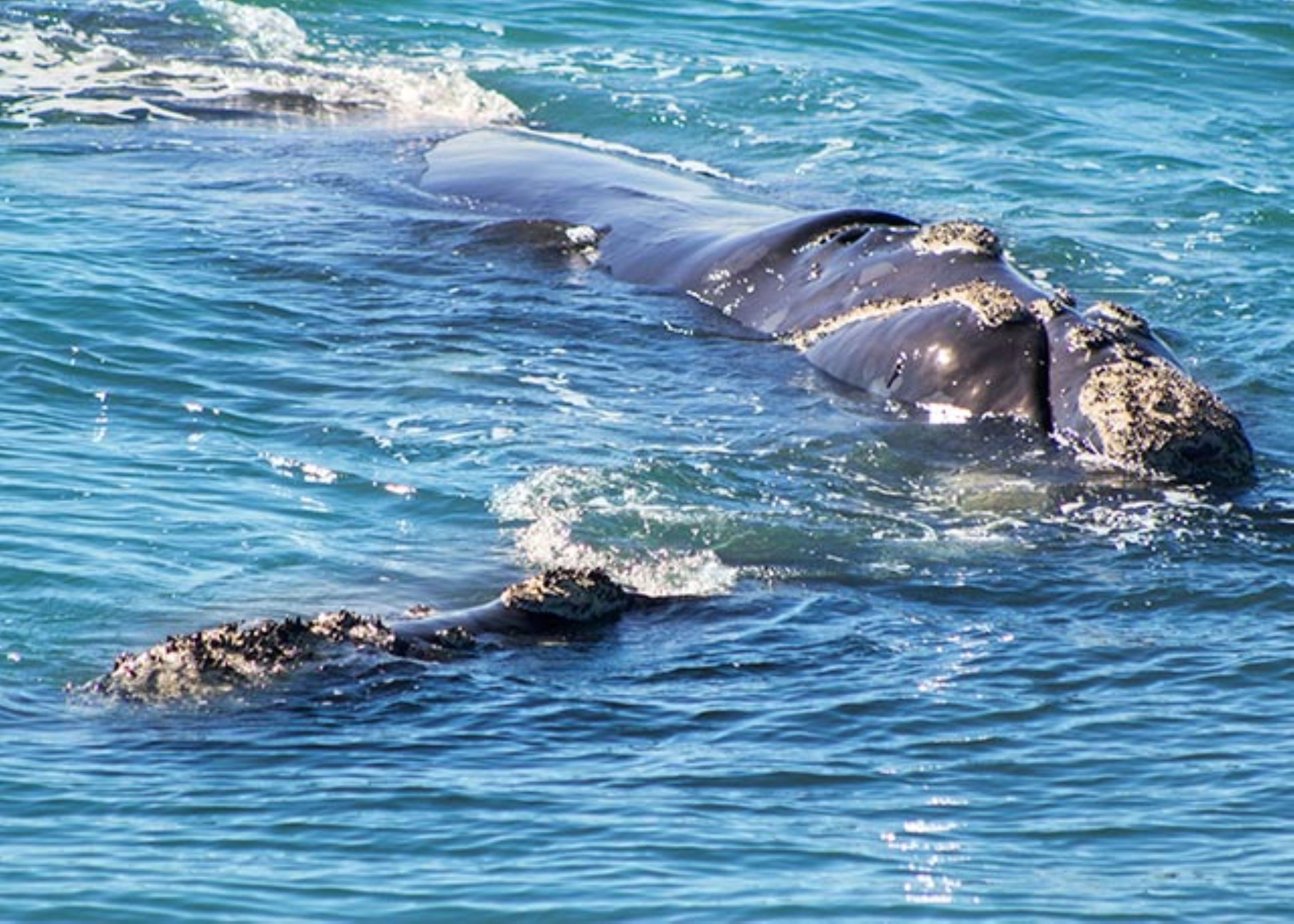 Hermanus Whale Cruises