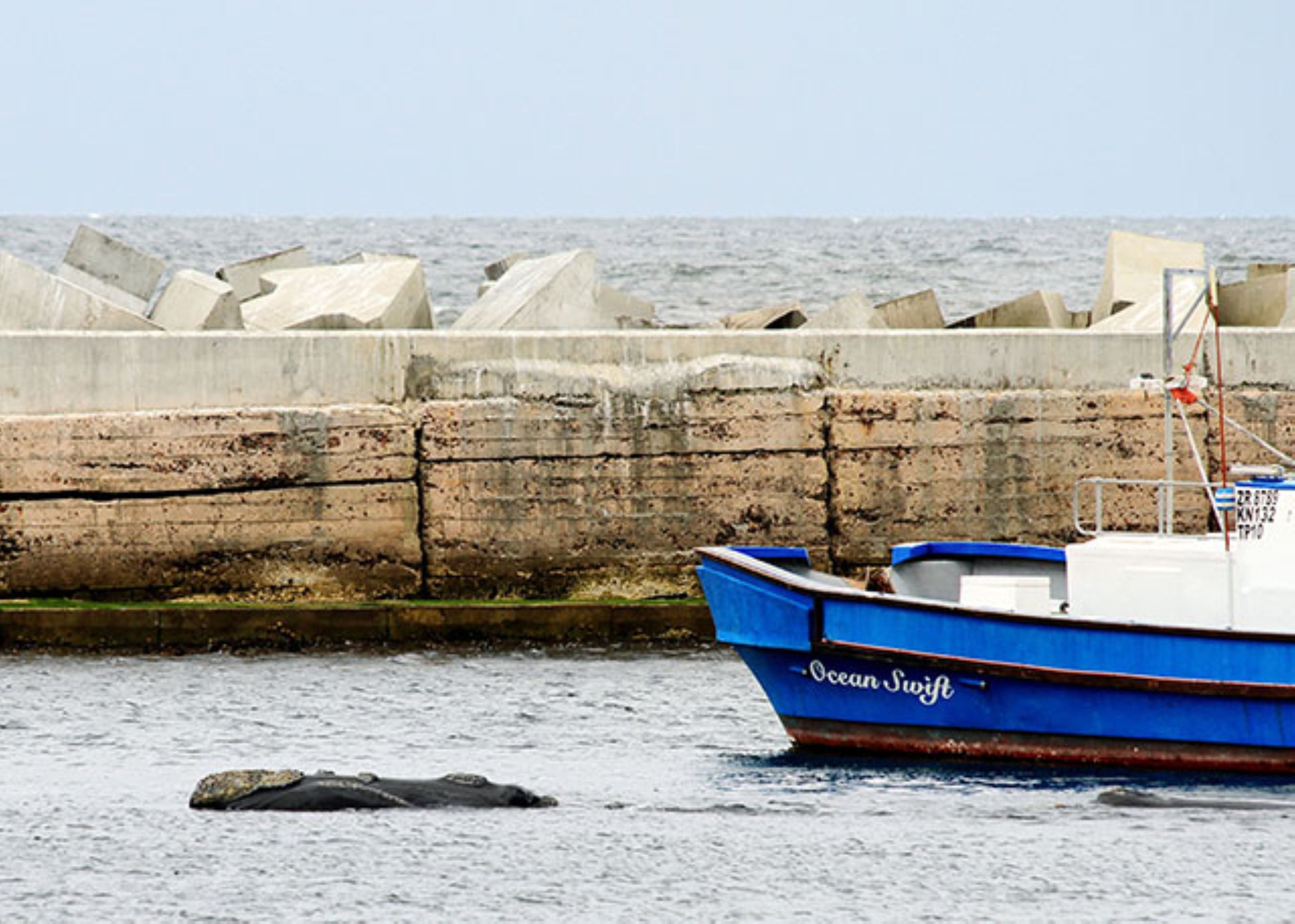 Hermanus Whale Cruises