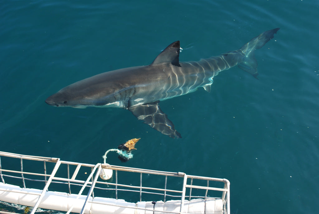 Cage diving in Gansbaai brings many surprises