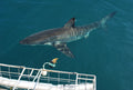 Cage diving in Gansbaai brings many surprises