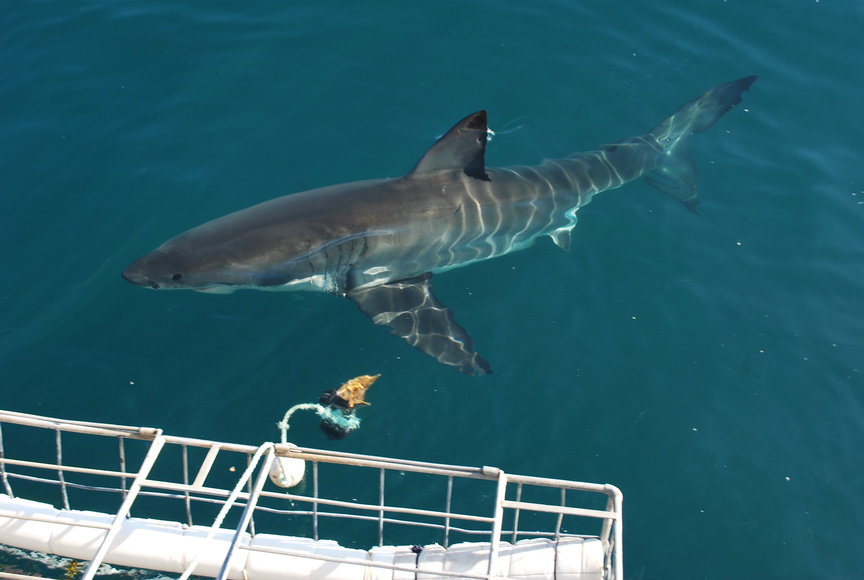 Cage diving in Gansbaai brings many surprises