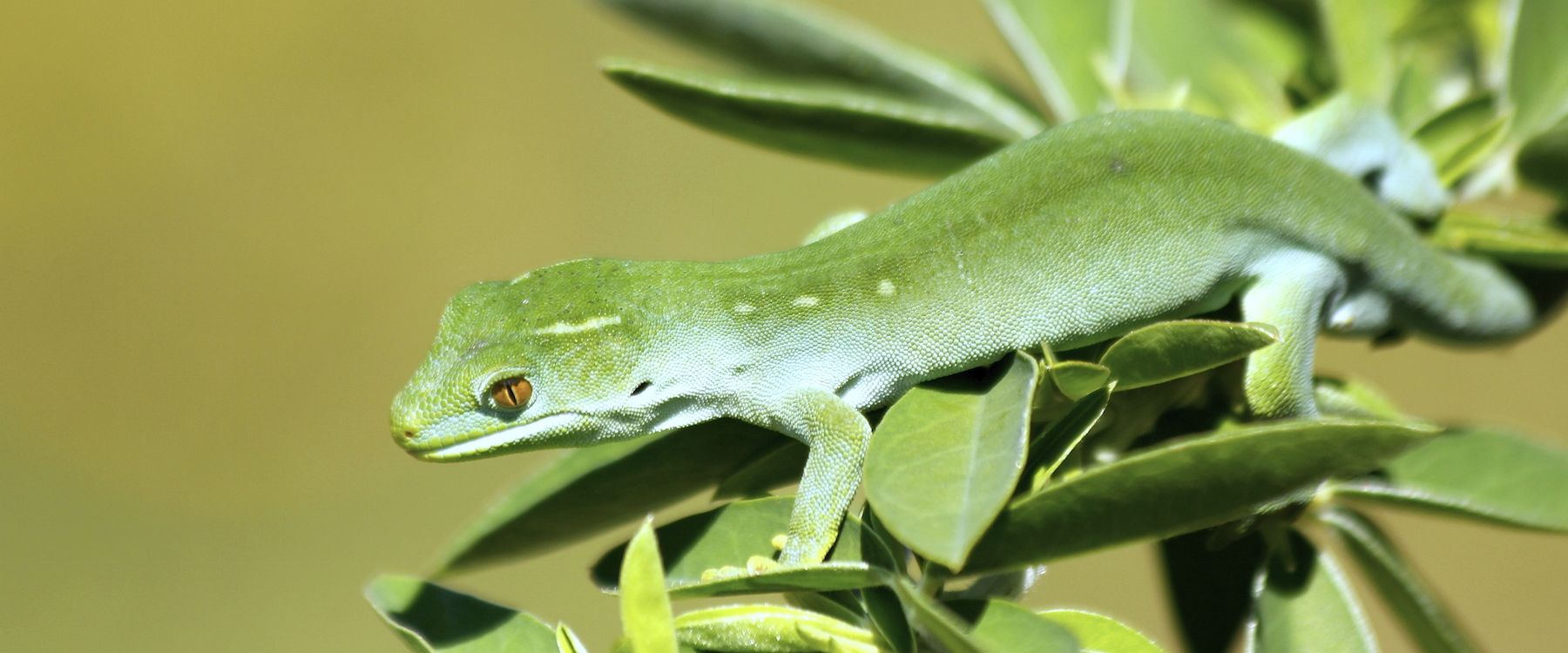 Kapiti Island Nature Tour