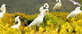 Kapiti Island Nature Tour