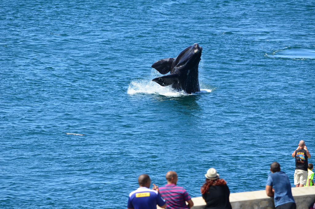 Experiences | Whale Watching