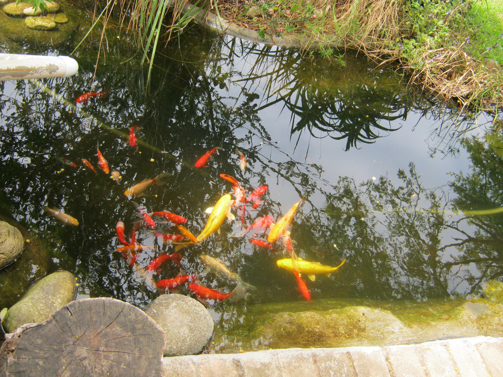 On Golden Pond